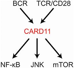 Mechanisms of Regulated and Dysregulated CARD11 Signaling in Adaptive Immunity and Disease